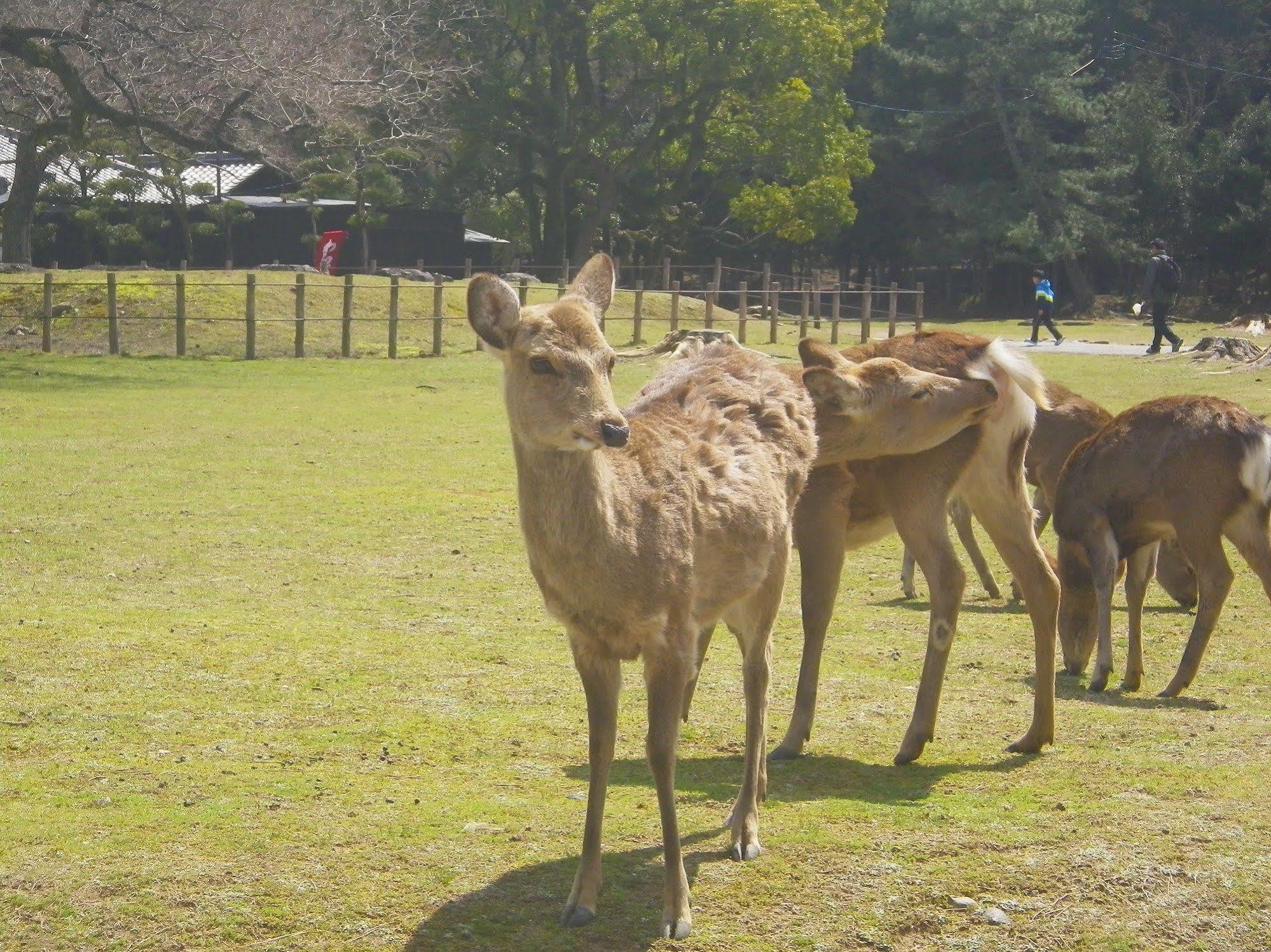Kanko Hotel Tamaru Nara Bagian luar foto